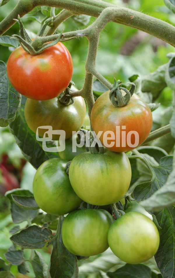 Tomaten