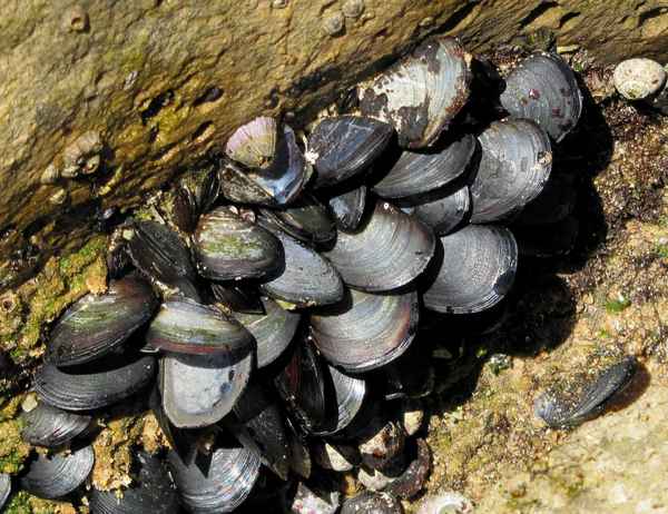 Miesmuscheln (Mytilus)