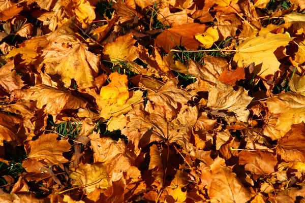 Im Licht des Herbstes 04