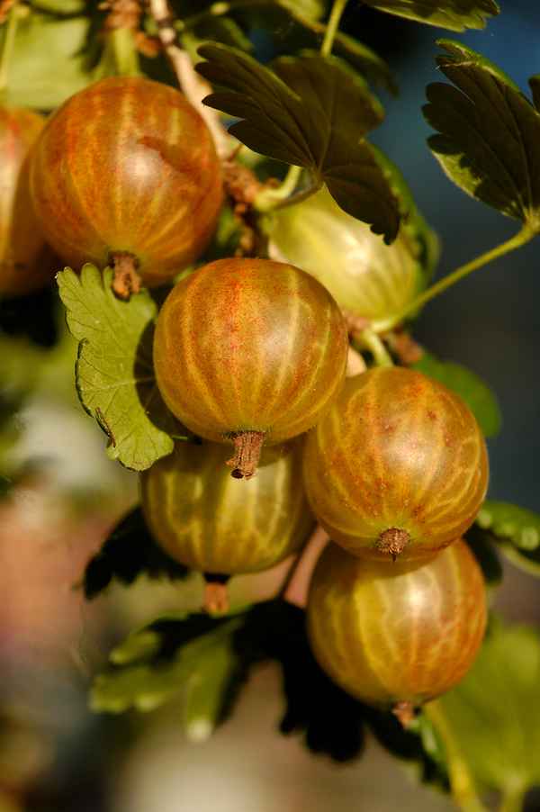 Stachelbeeren 4