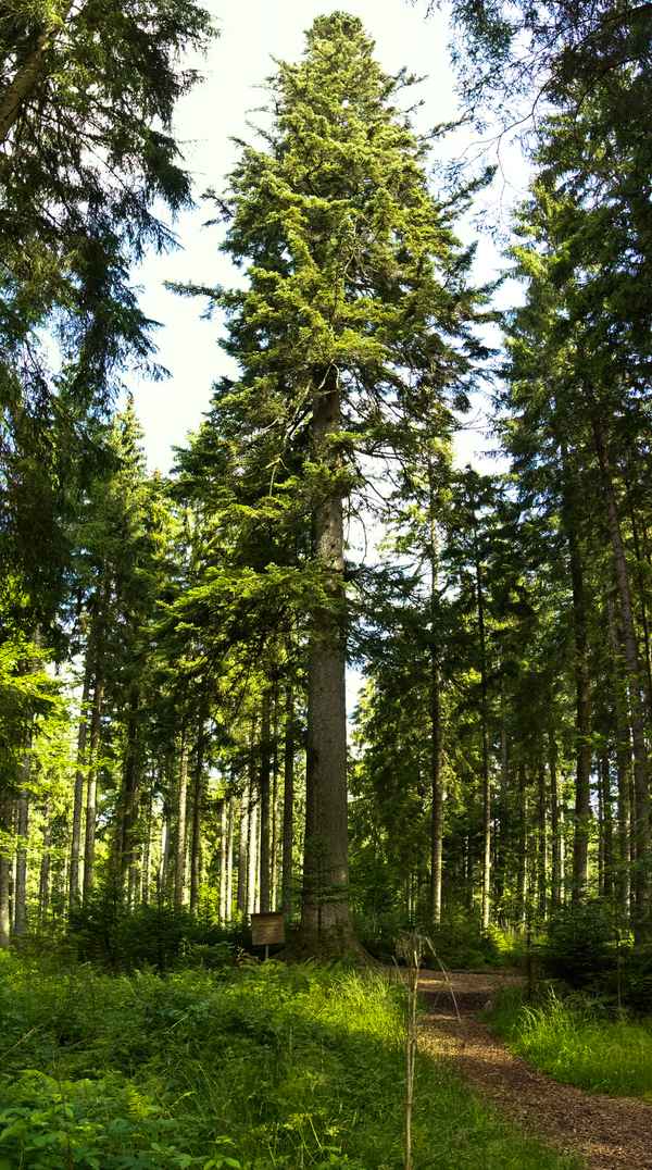 Großvatertanne - die größte im Schwarzwald