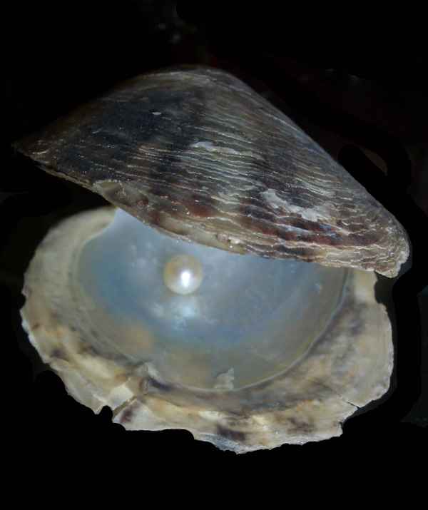 Muschel mit Perle