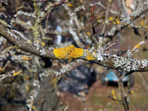 Baum-Flechten