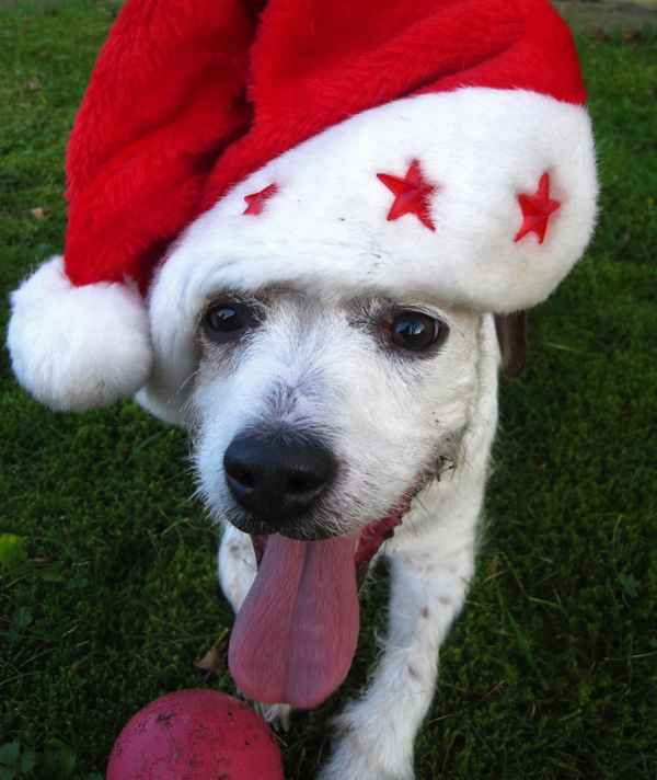 Weihnachtshund Mylo freut sich