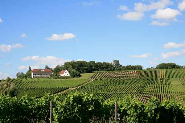  weinberge