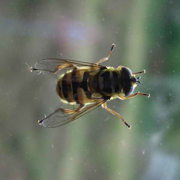 Schwebfliege am Fenster...