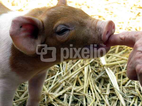 Rotbraunes Husumer Schwein vom Lütjensee im Grossraum Hamburg