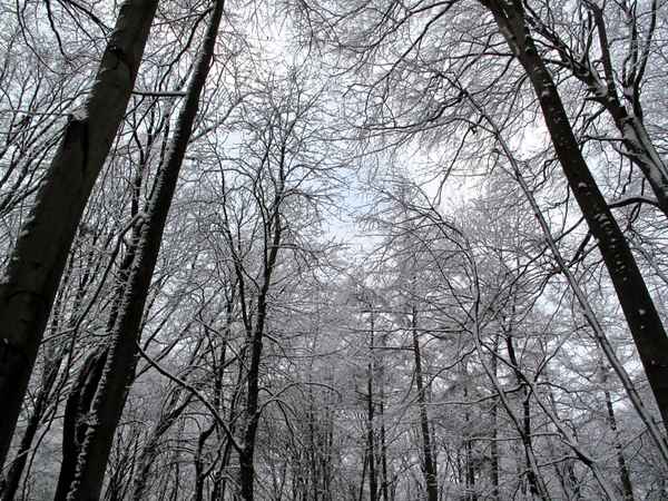 Blick in die Baumspitzen