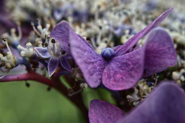 Hortensie