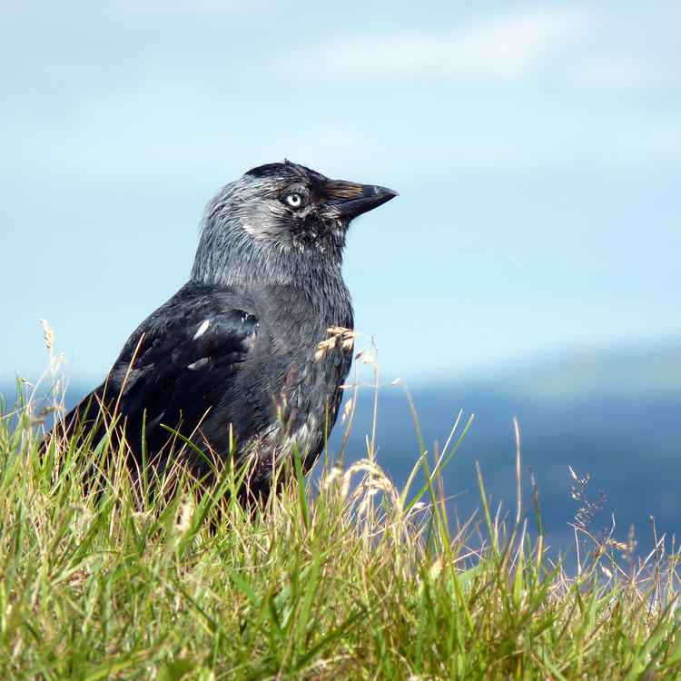 Blue eyed crow 2