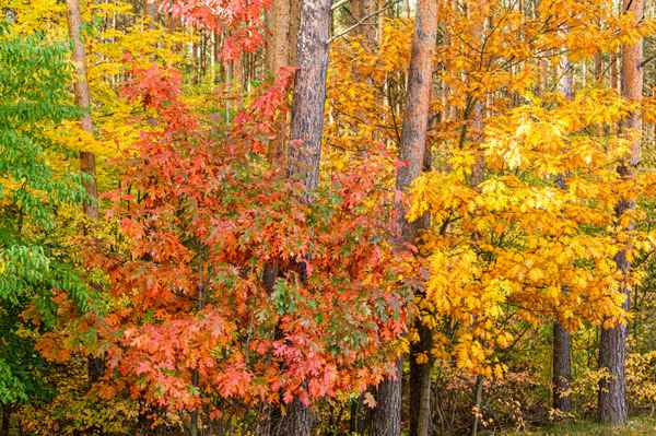 Der Herbst als Maler