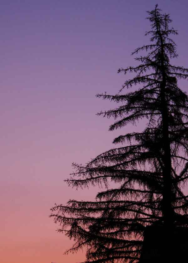 Lärche im realen Licht