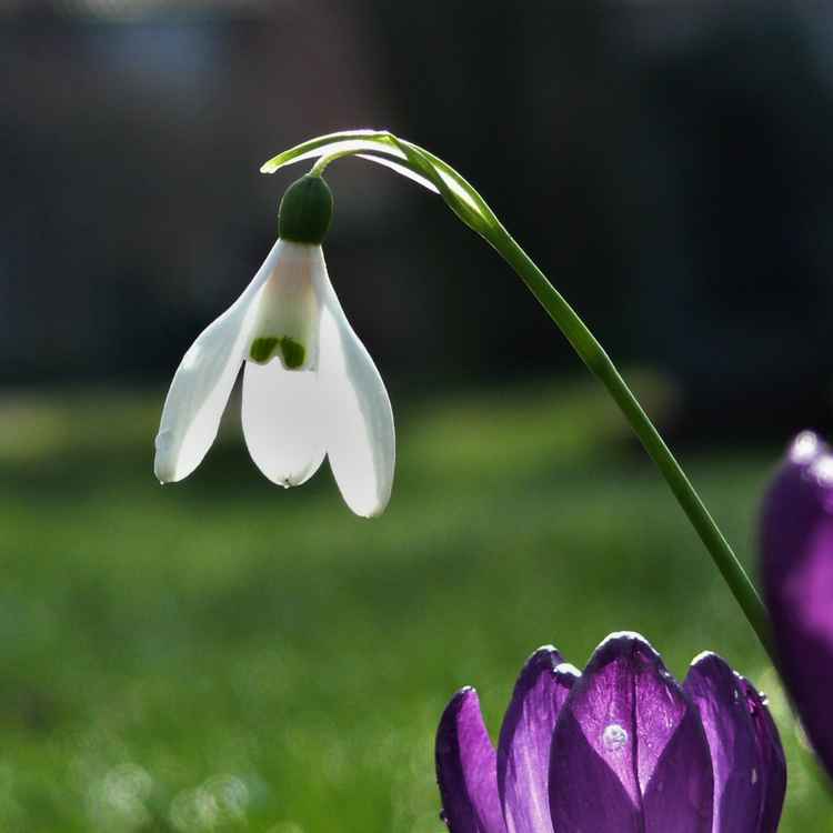 Galanthus