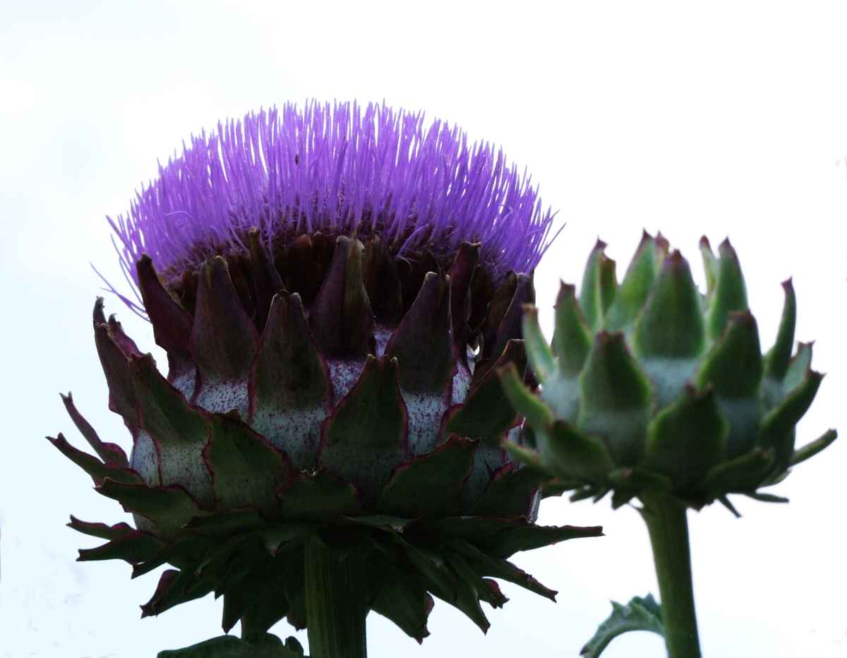 Artischocke