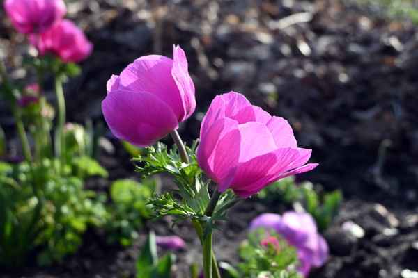 Rosa und zart