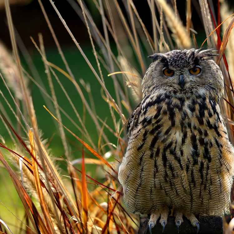Eule im Kornfeld