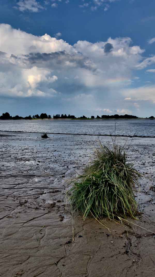 Ufergrün an der Weser