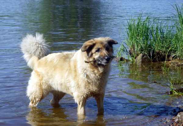 Ronja - 14jährige Hundeseniorin