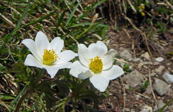 Bergfrühling auf der Alp Motzi