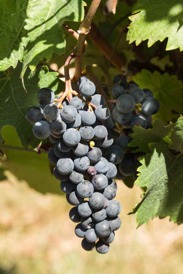 Rote Trauben .... Jahrgang 2018