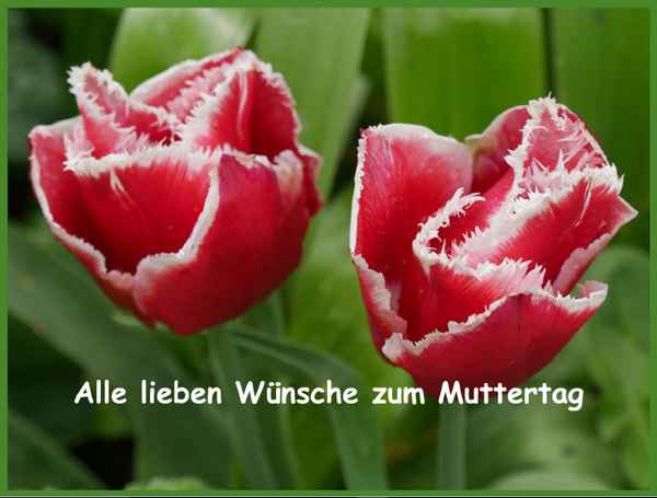 Muttertagskarte