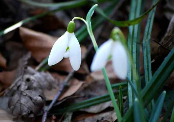 Schneeglöckchen!