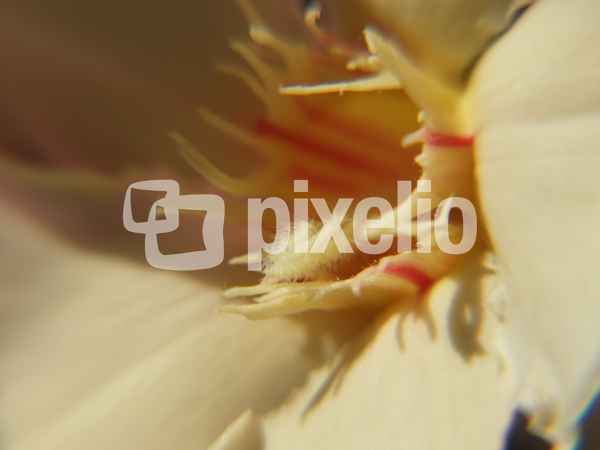Orleanderblüte