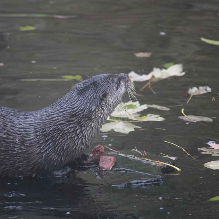 Otter mit Futter