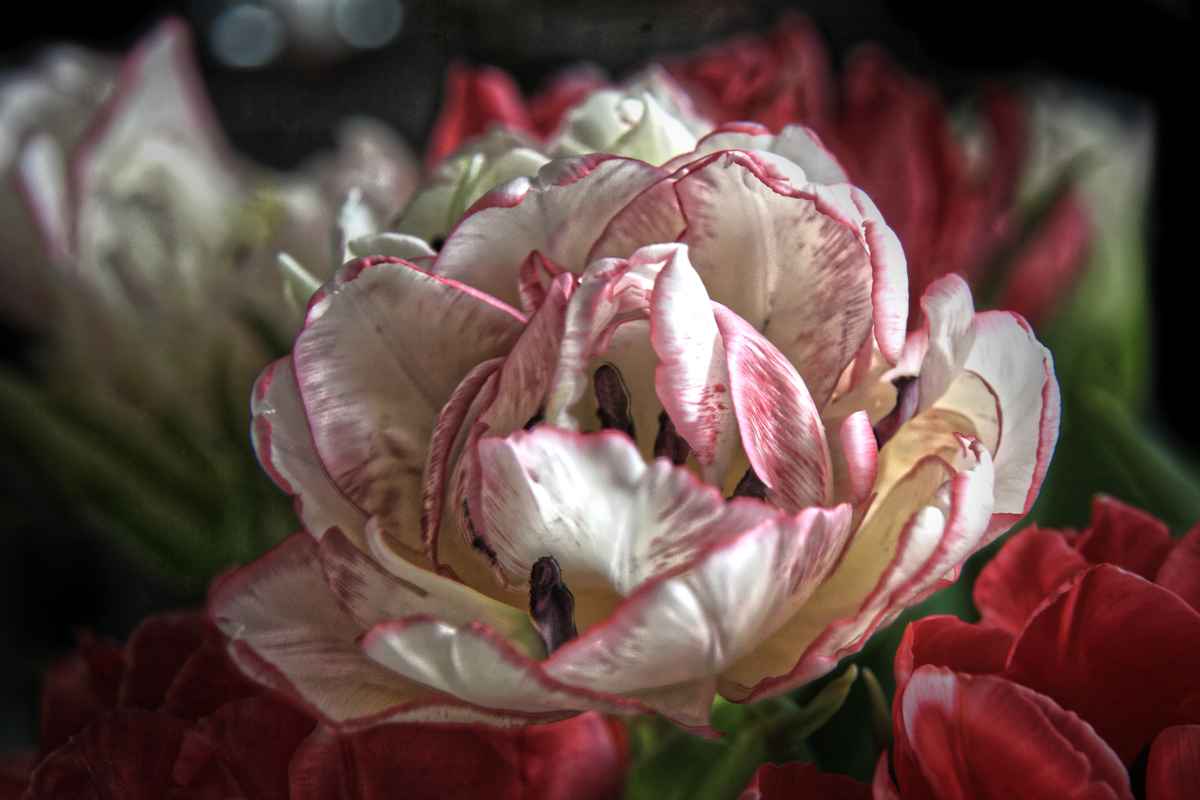 Tulpen