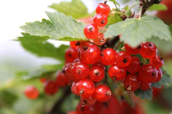 Rote Johannisbeeren