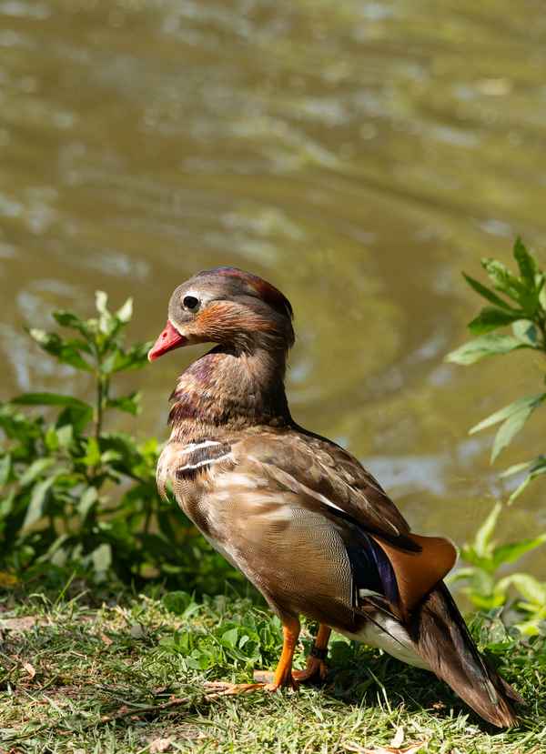Mandarinente