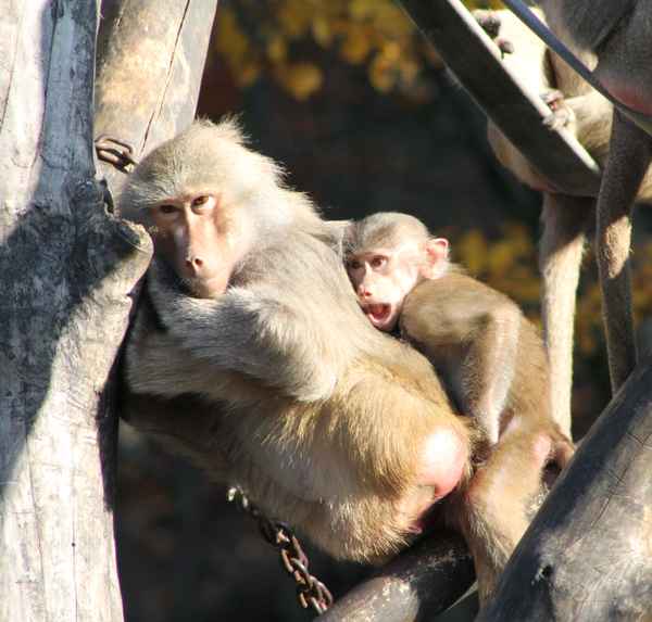 Anlehnungsbeduerftig
