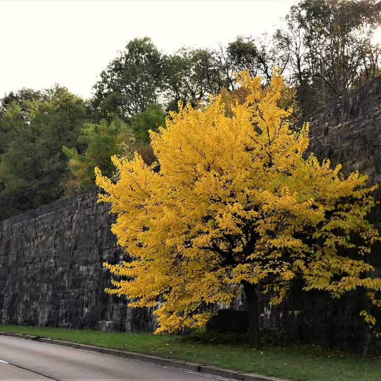 Baum mit gelbem Herbstlaub