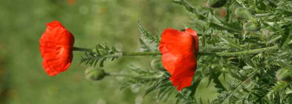 Mohn