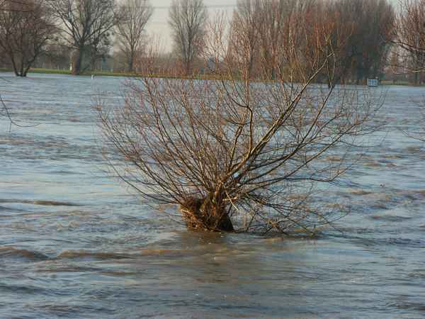  Hochwasserbaum #2