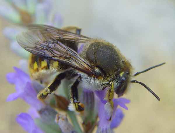Große Wollbiene - Anthidium manicatum (Männchen)