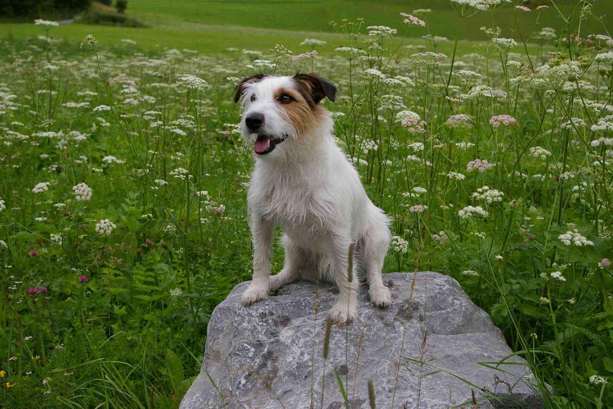 Einstein auf einem Stein