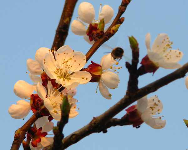 Marillenblüten mit Biene im Anflug