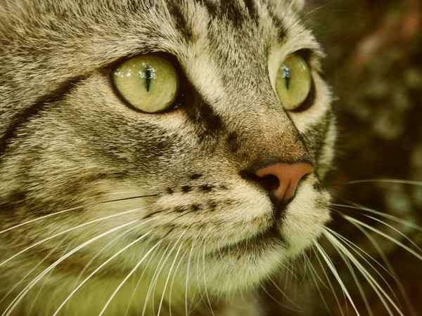 Katze