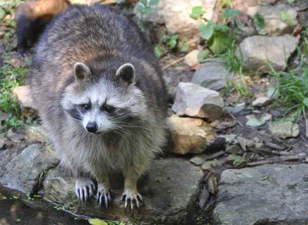 Waschbär