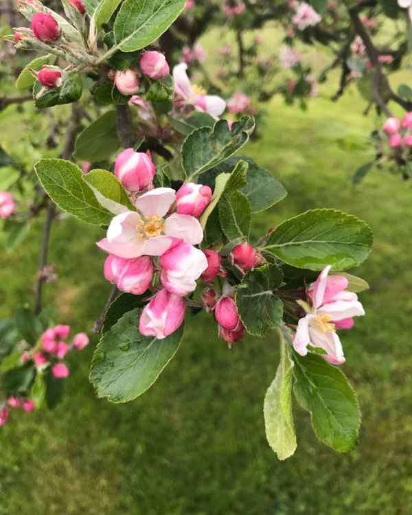 Apfelblüte 4