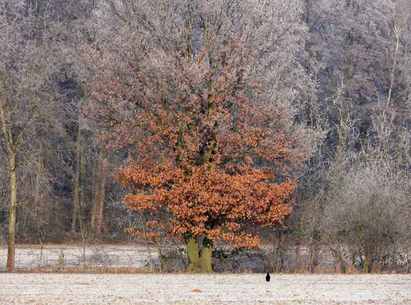 Frost 2