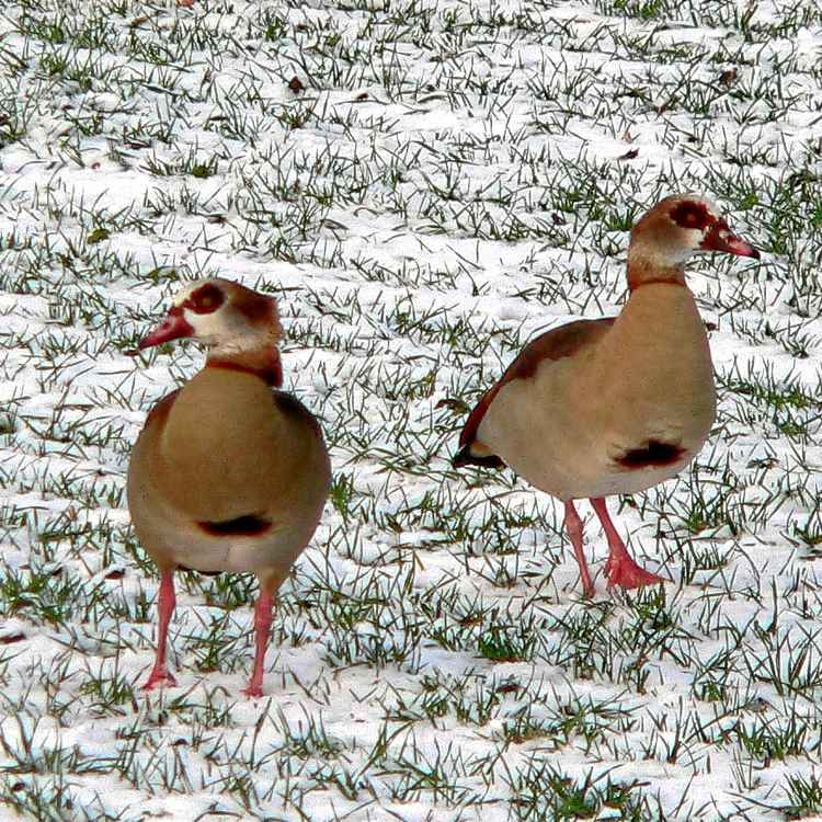 Nil-Gänse im Winter