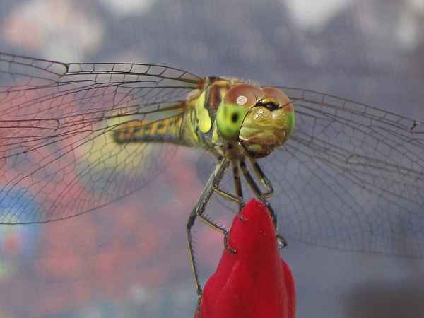 Blutrote Heidelibelle (Weibchen)8