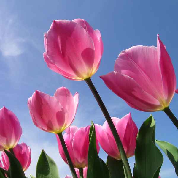 ein Himmel voller Tulpen . . .