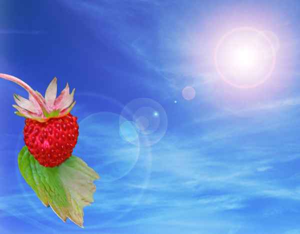Sommersonne macht Beeren rot