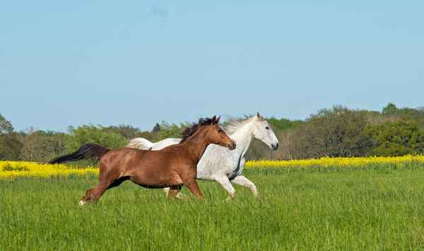 Trakehner im Frühjahr