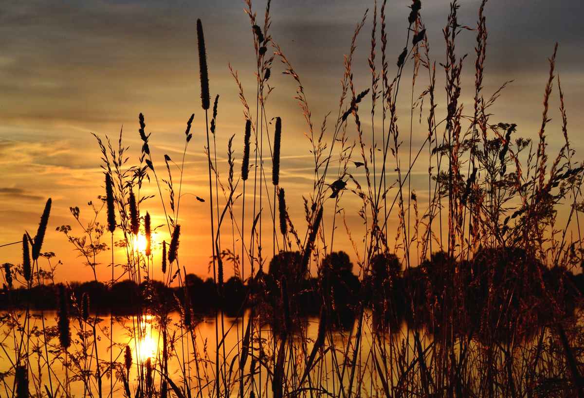 Sonnengräser