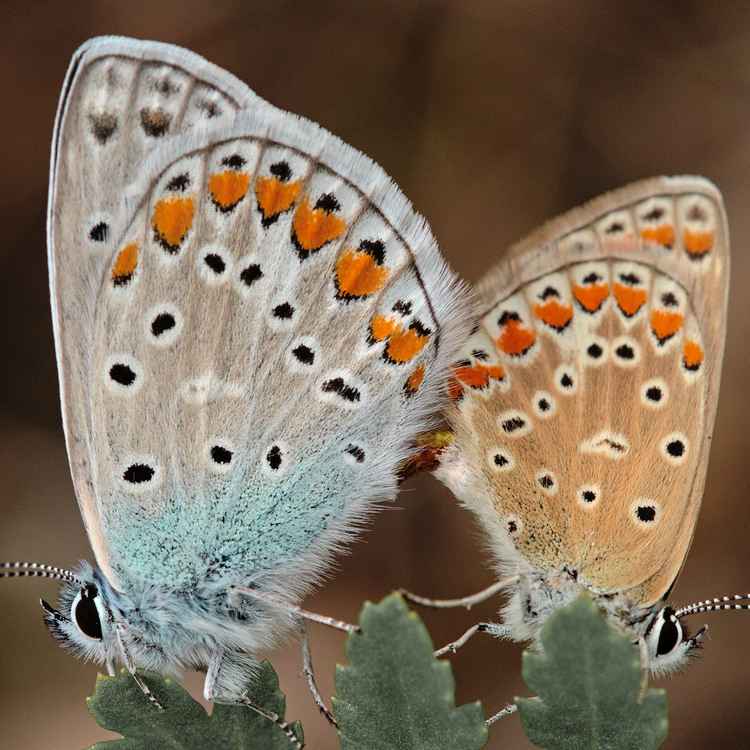 Hauhechel-Bläulinge