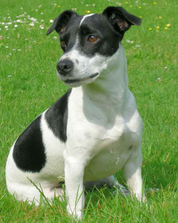 Jack Russell Benni